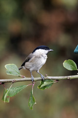 Marsh tit, Parus palustris