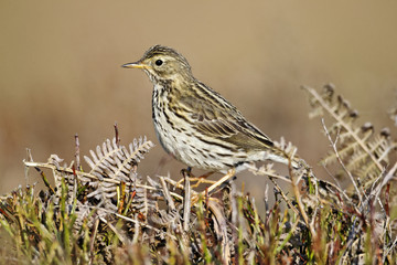 Meadow pipit, Anthus pratensis
