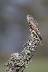 Merlin, Falco columbarius