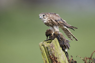 Merlin, Falco columbarius