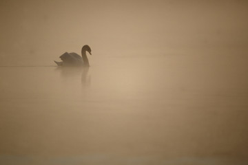 Mute swan, Cygnus olor