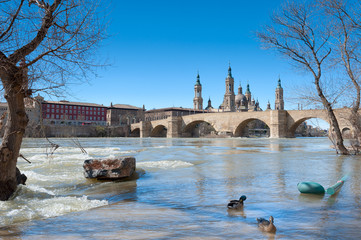 Patos en el Ebro inundado a su paso por Zaragoza