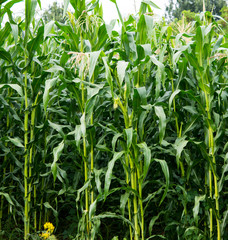 corn growing
