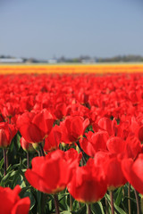 Red tulips in a field