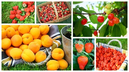 montage de fruits d'été