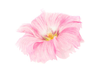 pink mallow flower