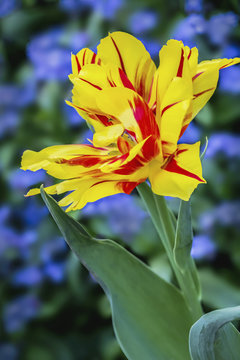 Monsella Tulip Vivid Yellow-Red Flower