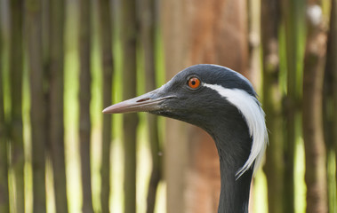 Demoiselle crane