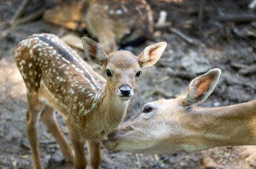 doe licks her fawn