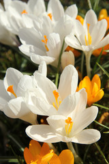 White crocusus in spring sunlight