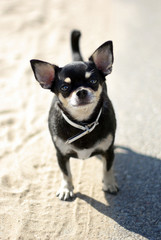Cute little dog