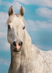 Fototapeta premium Vollblutrasse.