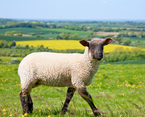 Fototapeta premium Lamb