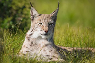 Fotobehang Proud lynx laying in the grass © kjekol