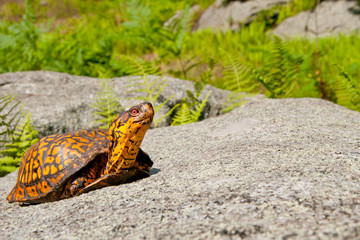Obraz premium Eastern Box Turtle