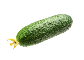 Cucumber