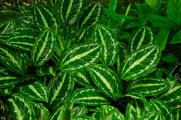 Maranya leaves background
