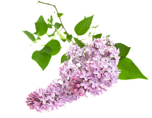 lilac isolated on white background