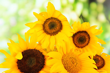 Bright sunflowers on natural background
