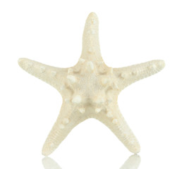 White starfish isolated on white