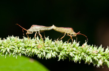 Mating Stink Bugs close up