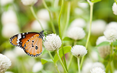 plain tiger butterfly close up