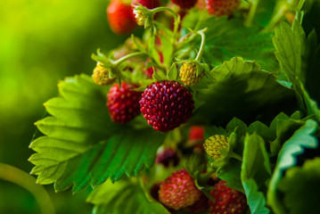 Ripe wild strawberry close-up - 53993473