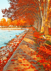Street with leaves © Horváth Botond