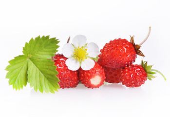 Wild strawberries