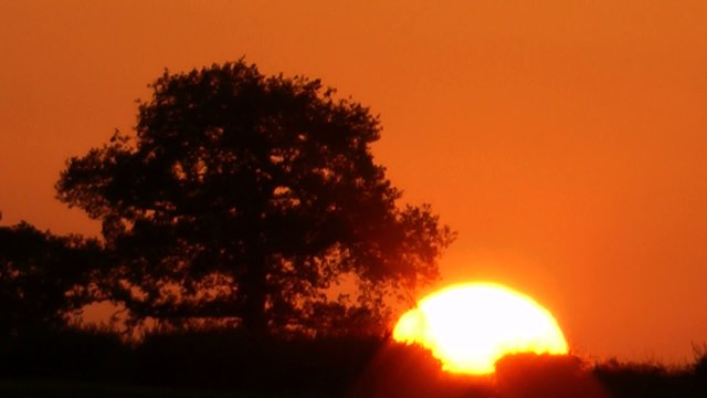 Sunset against silhouette of tree