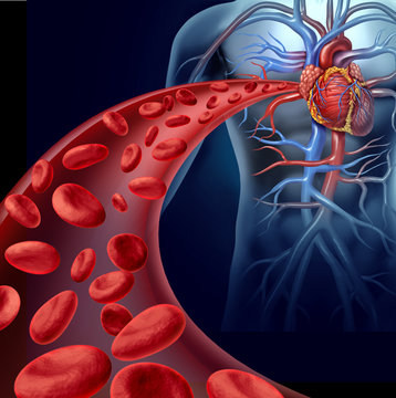 Heart Blood Health