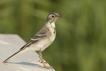 Obraz premium Juvenile wagtail