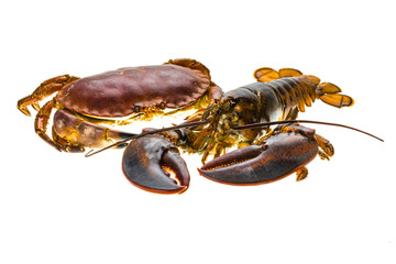 Raw Lobster and Crab