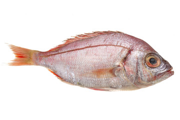 Raw Sea Perch
