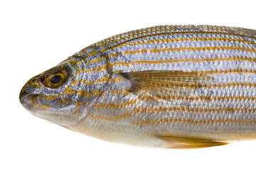 Salema porgy - sarpa fish