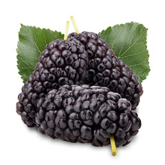 mulberry