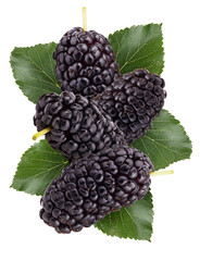 mulberry