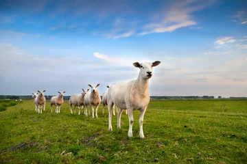 Papier Peint photo autocollant Moutons troupeau de moutons au pâturage