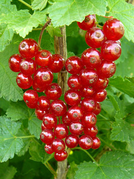 Redcurrant