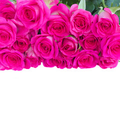 border of fresh pink roses