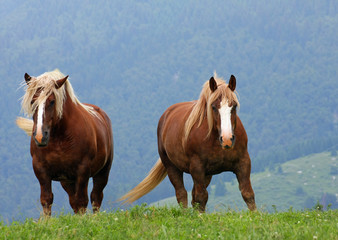 two Brown horses stallions at the top of the mountain in summer