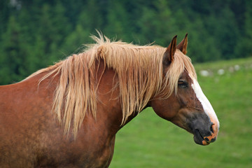 Brown horse Stallion with the blonde mane agitated by the wind