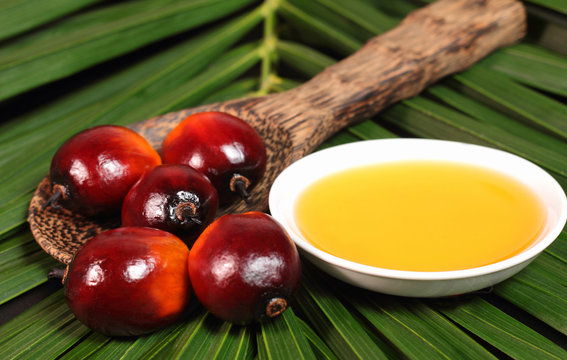 Oil Palm Fruit And Cooking Oil