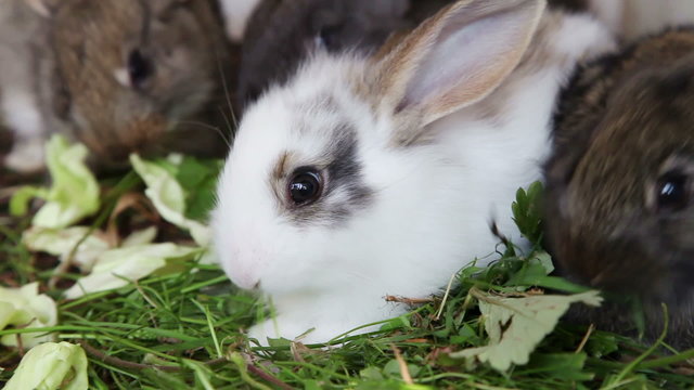 Rabbit family eating grass