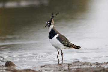 Northern lapwing, Vanellus vanellus