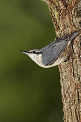 Nuthatch, Sitta europaea,