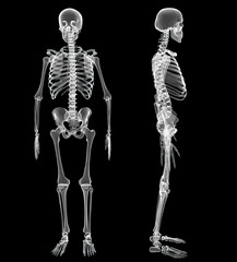 Male Human skeleton, two views