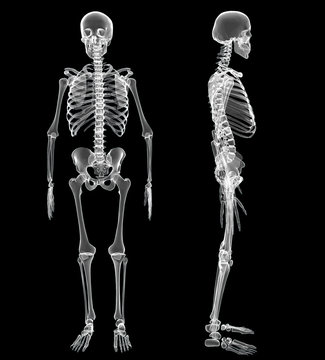 Male Human skeleton, two views