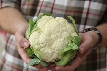 Blumenkohl - Cauliflower