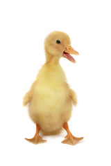 duck